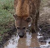 Spotted hyena, Serengeti